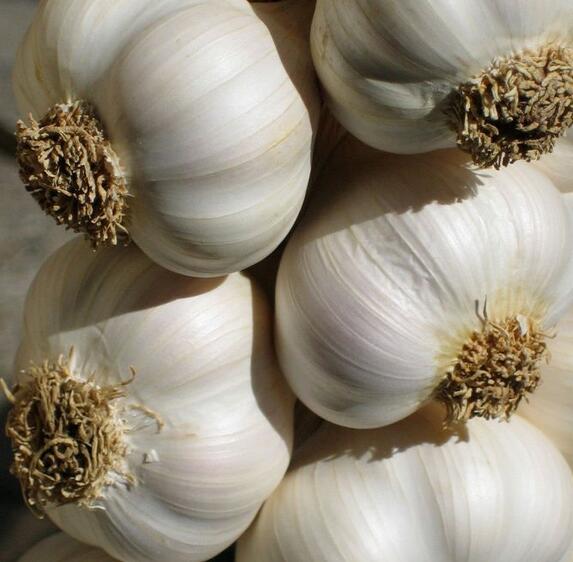 Fresh White Garlic