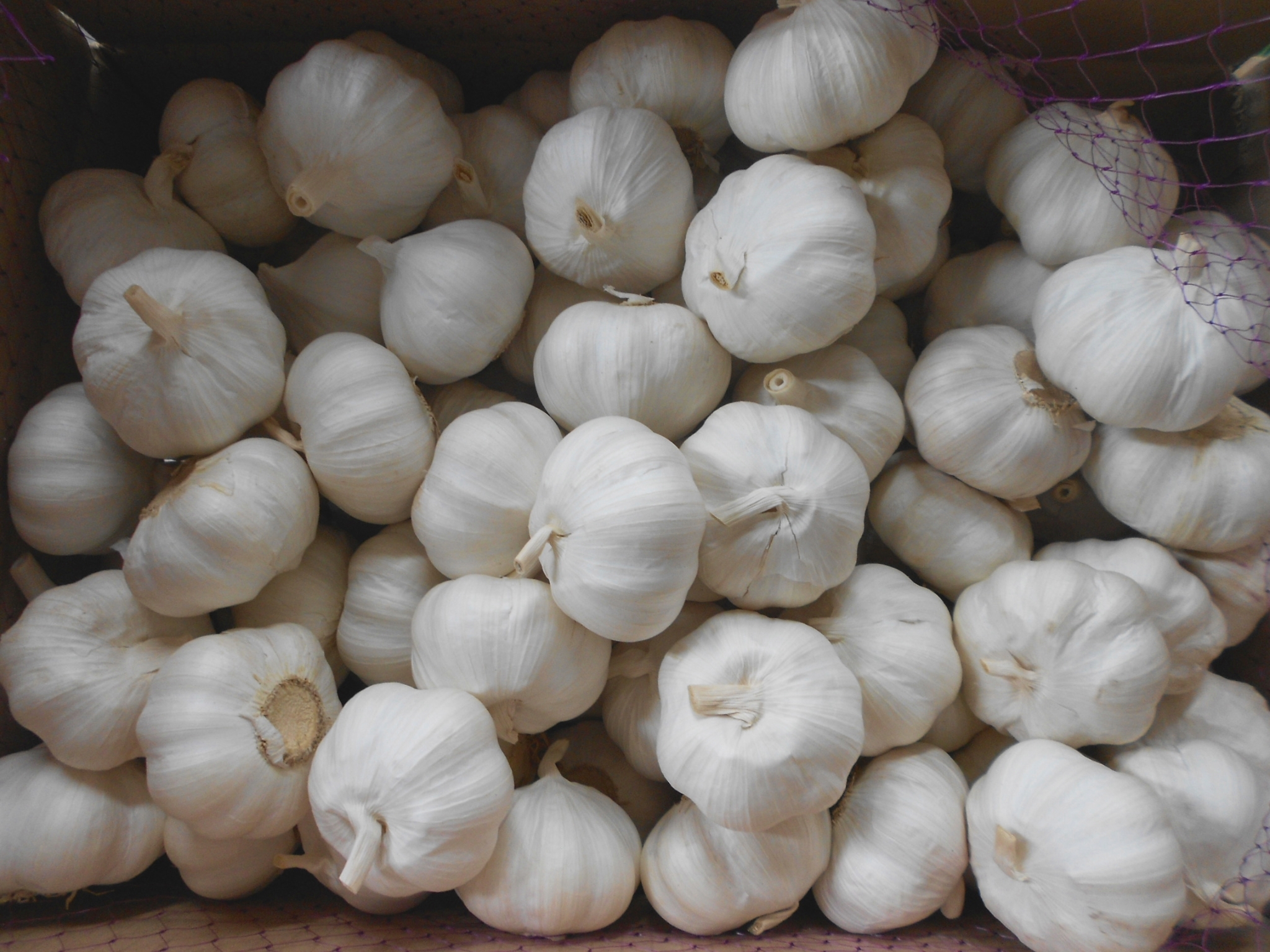 pure white garlic