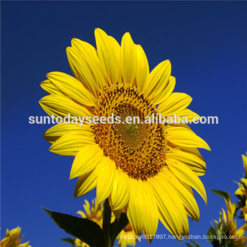 Suntoday Edible And Non Edible Hs Code Seeds Vegetable International Vegetables Names Organic Sunflower Seeds 91002 China Manufacturer