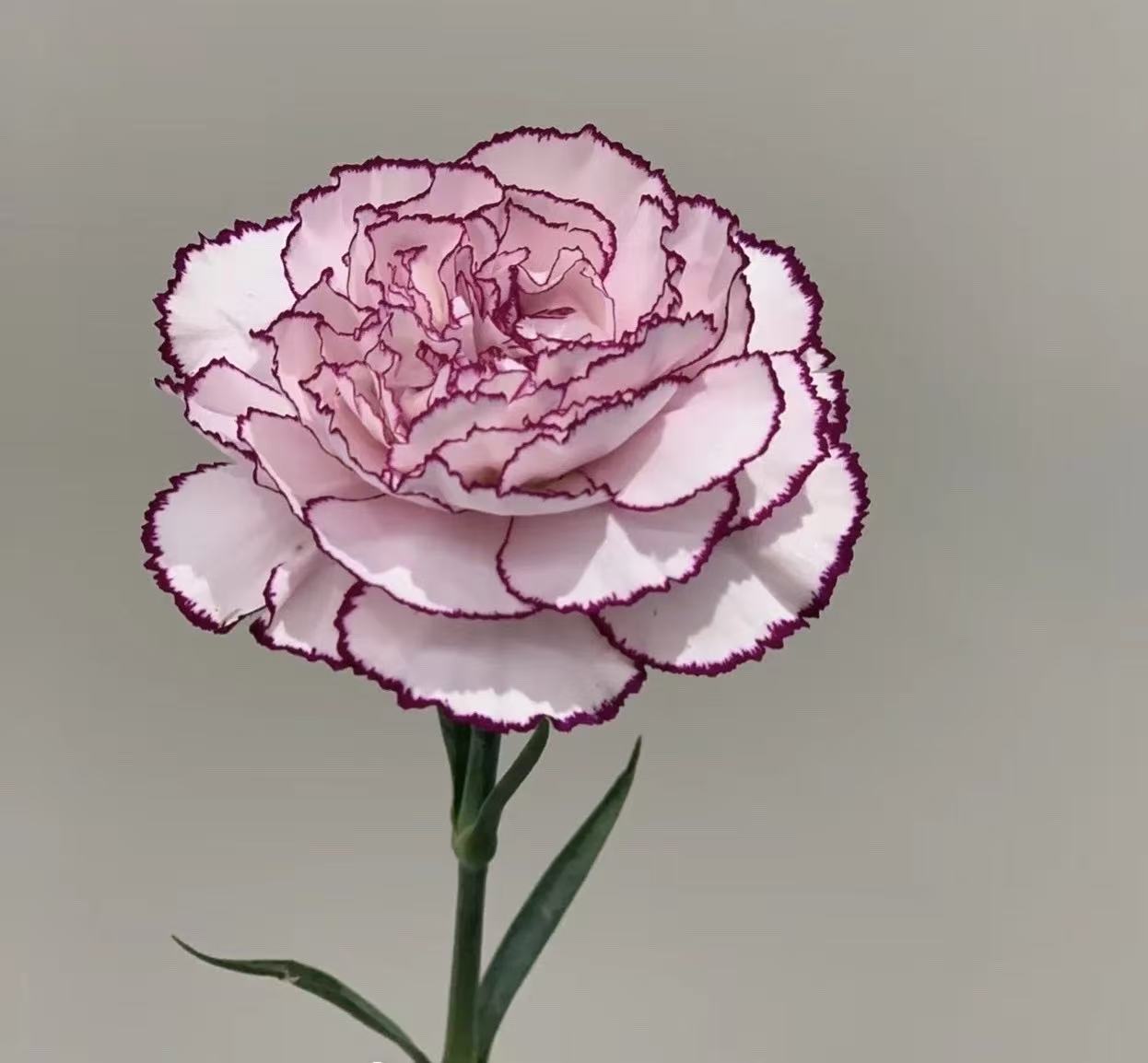 Single-headed carnation purple elf Single-headed carnation purple elf