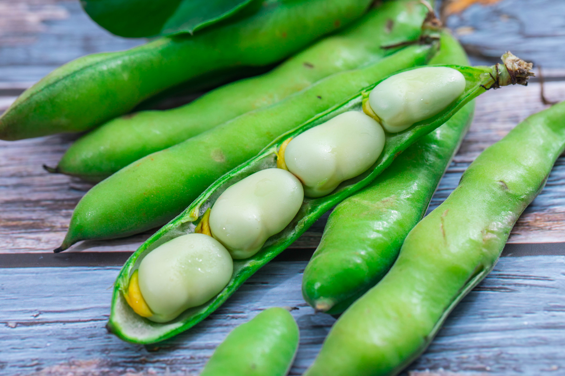 Broad Bean Broad Bean