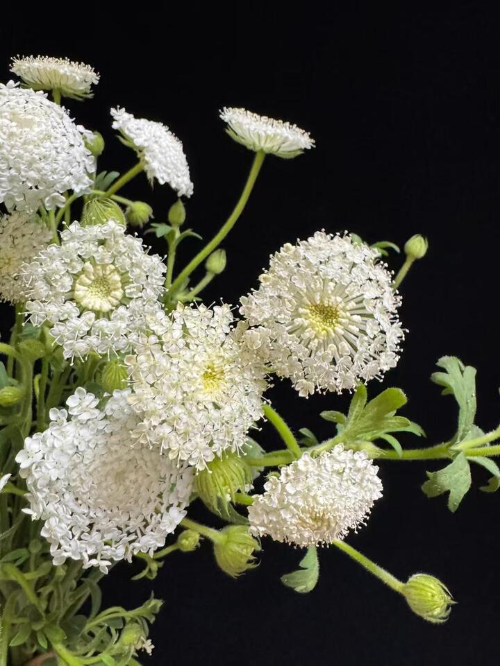White lace flower White lace flower