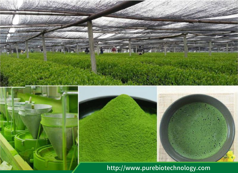 ข้อกำหนดของ Matcha Specification of Matcha