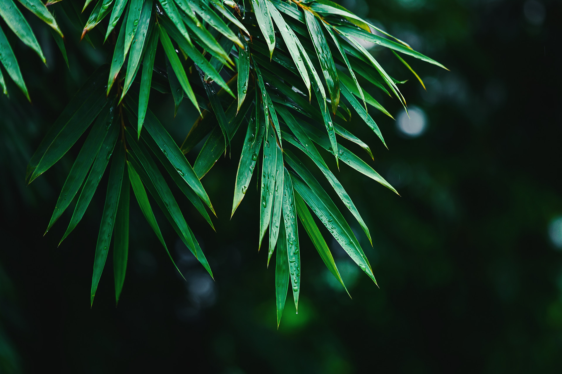 Bamboo Leaf Flavonoids (1) Bamboo Leaf Flavonoids (1)