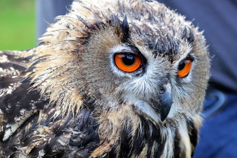 owl and other birds population decline
