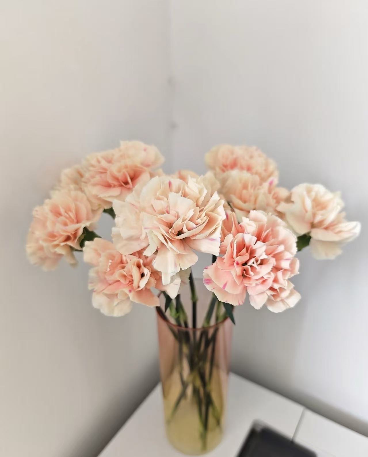 Single-headed Carnation first kiss Single-headed Carnation first kiss