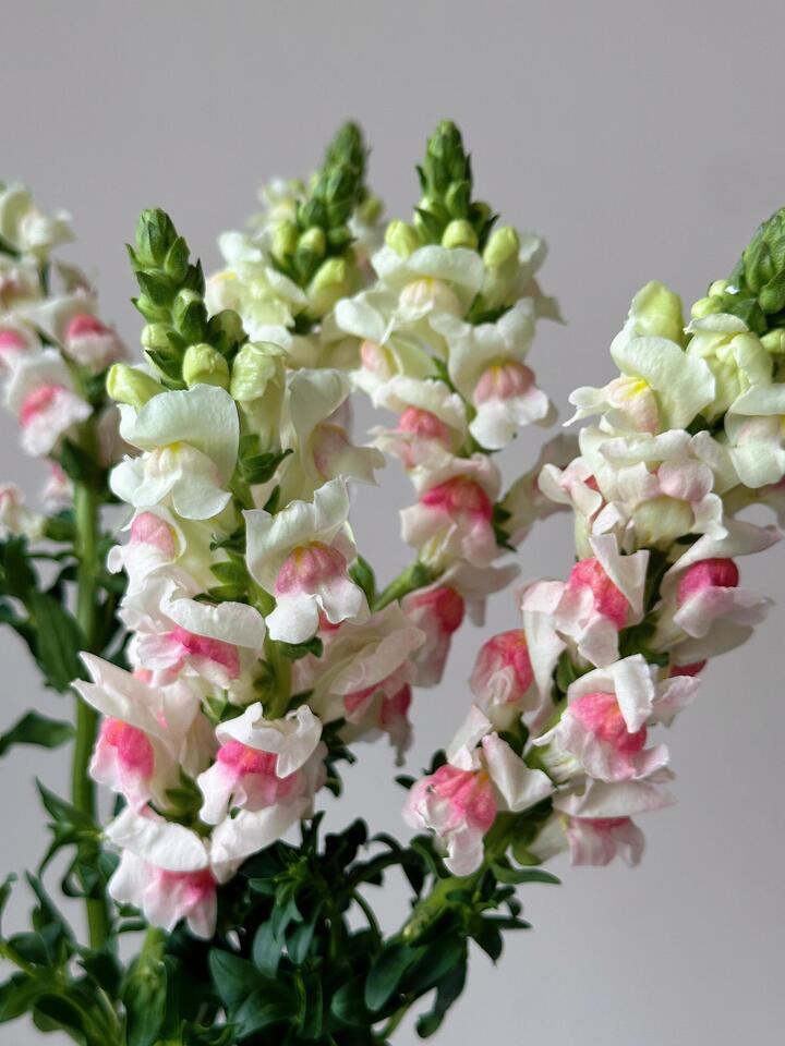 Pink and white Snapdragon Pink and white Snapdragon