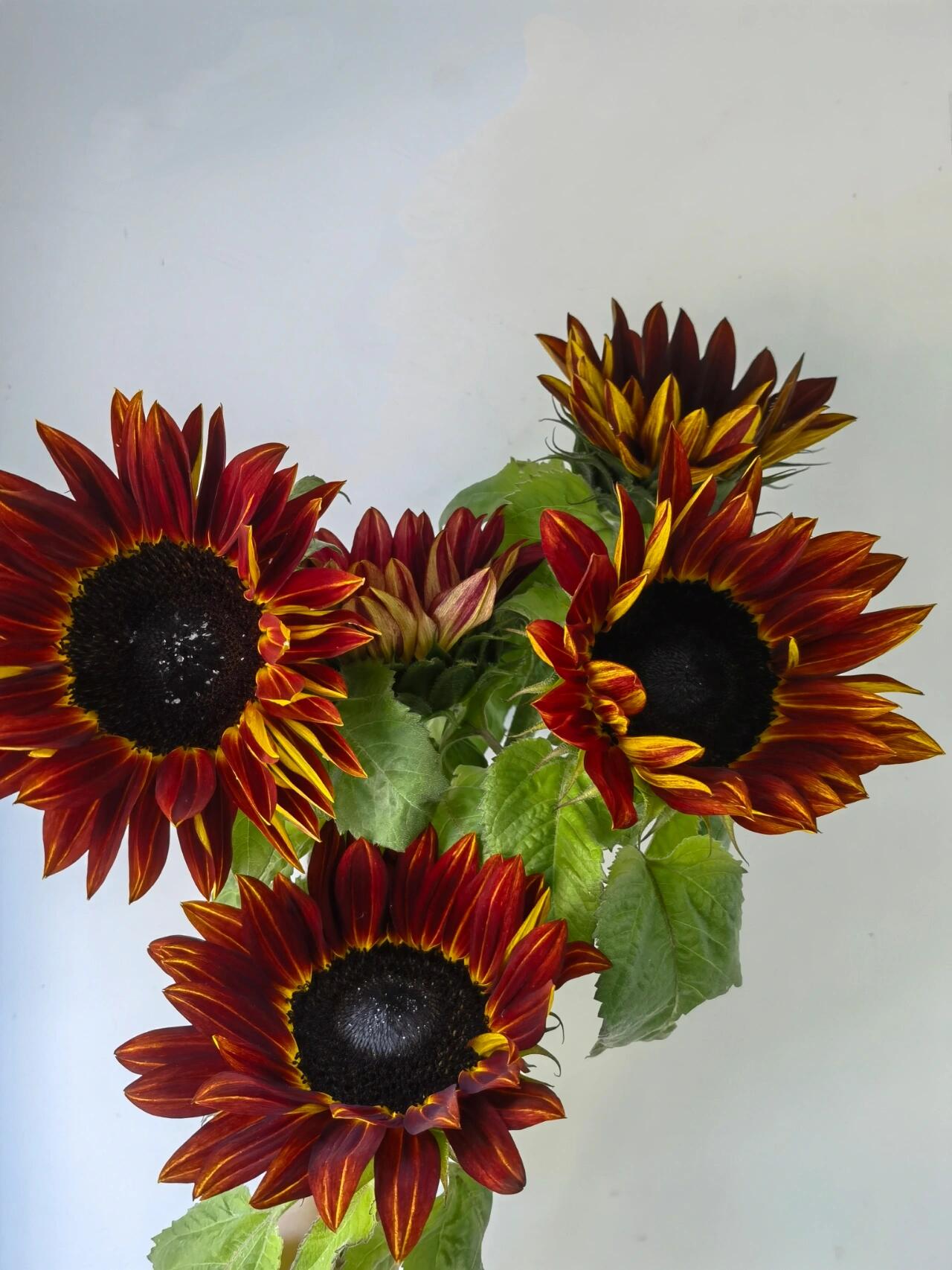 Chocolate sunflower Chocolate sunflower