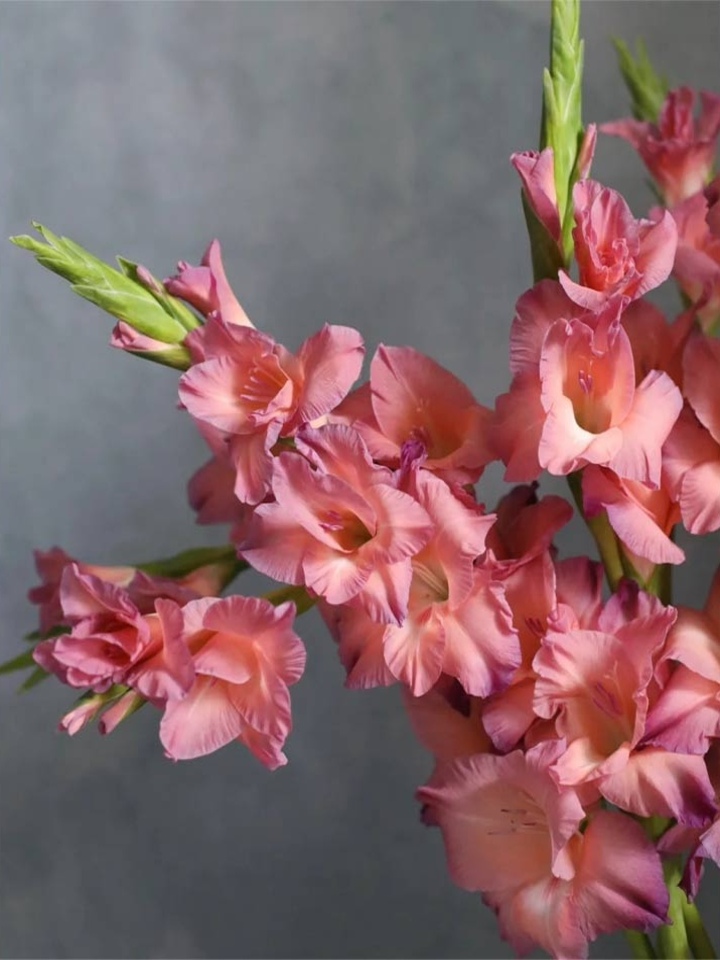 Retro Gladiolus Retro Gladiolus