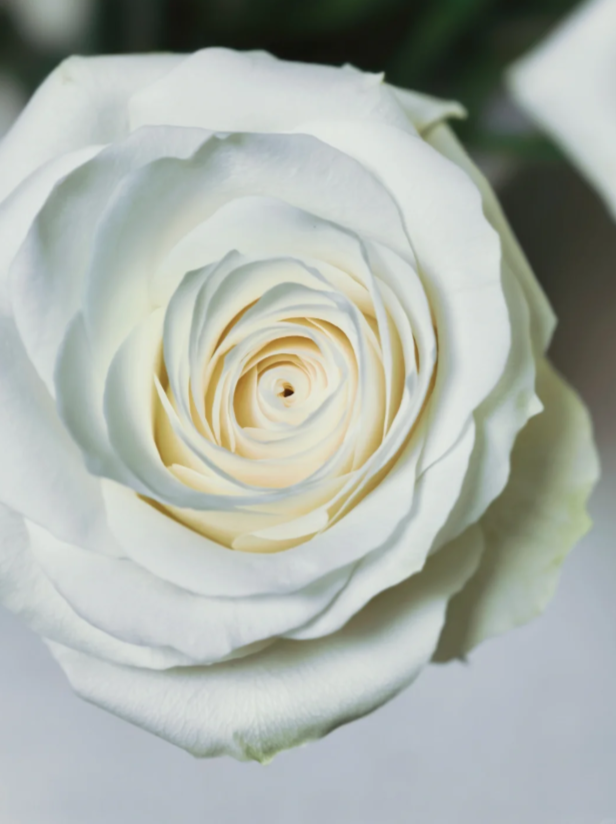 Proud White Rose Proud White Rose