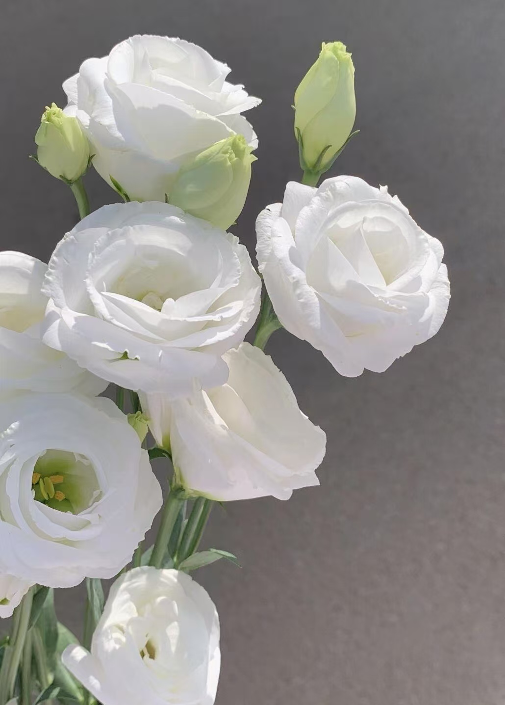 White Lisianthus/Eustoma White Lisianthus/Eustoma