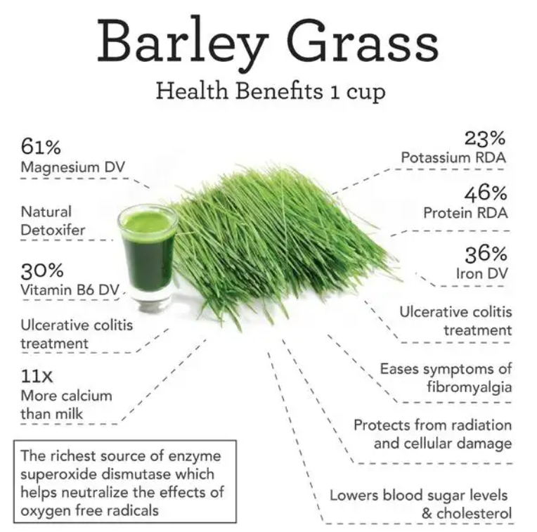grass barley grass juice natural barley powder grass barley grass juice natural barley powder