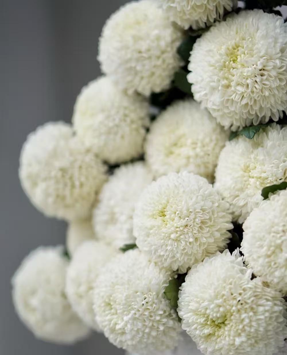 Standard white chrysanthemum Ping-pong Standard white chrysanthemum Ping-pong
