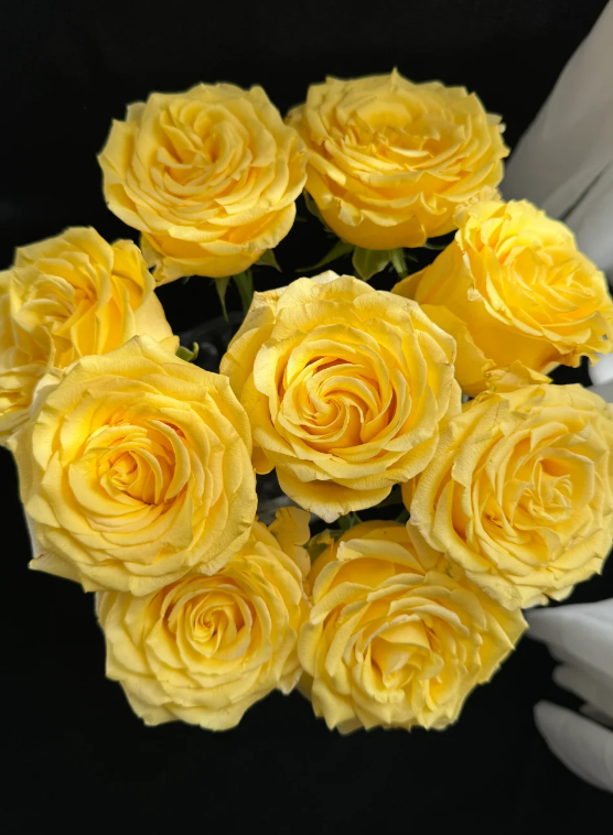 Golden Strike Rose Golden Strike Rose