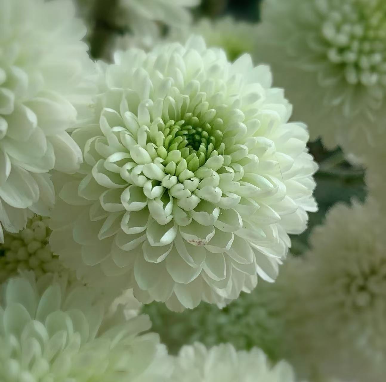 Lantern spray white chrysanthemum Lantern spray white chrysanthemum