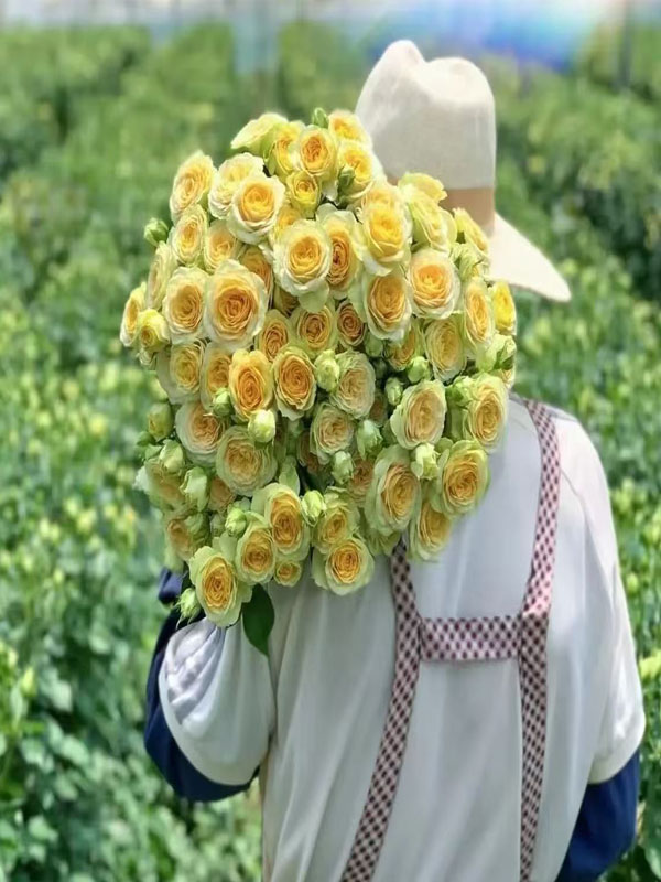 Avocado Spray rose4 Avocado Spray rose4