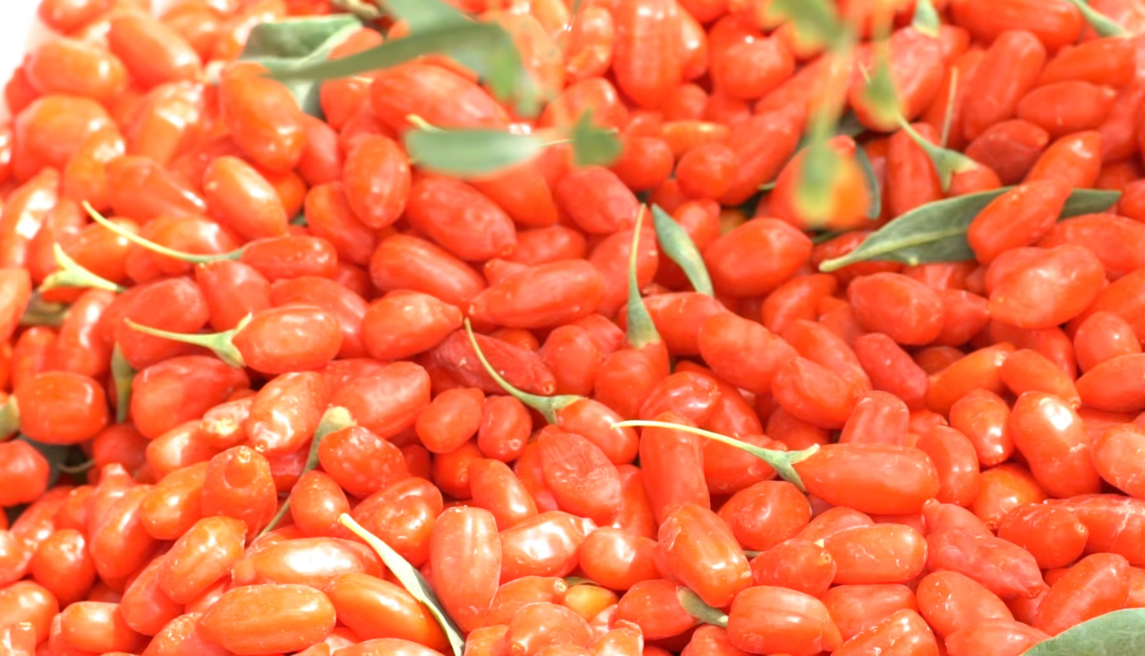 Red Wolfberries Red Wolfberries