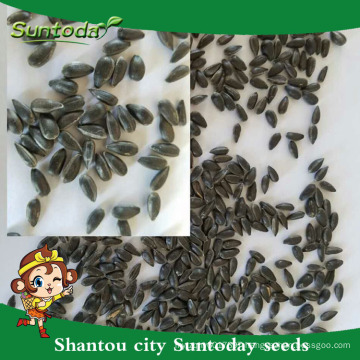 Suntoday Edible And Non Edible Hs Code Seeds Vegetable International Vegetables Names Organic Sunflower Seeds 91002 China Manufacturer