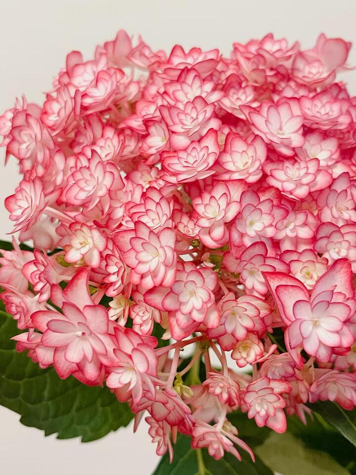 Luna Pink Double Hydrangea Luna Pink Double Hydrangea