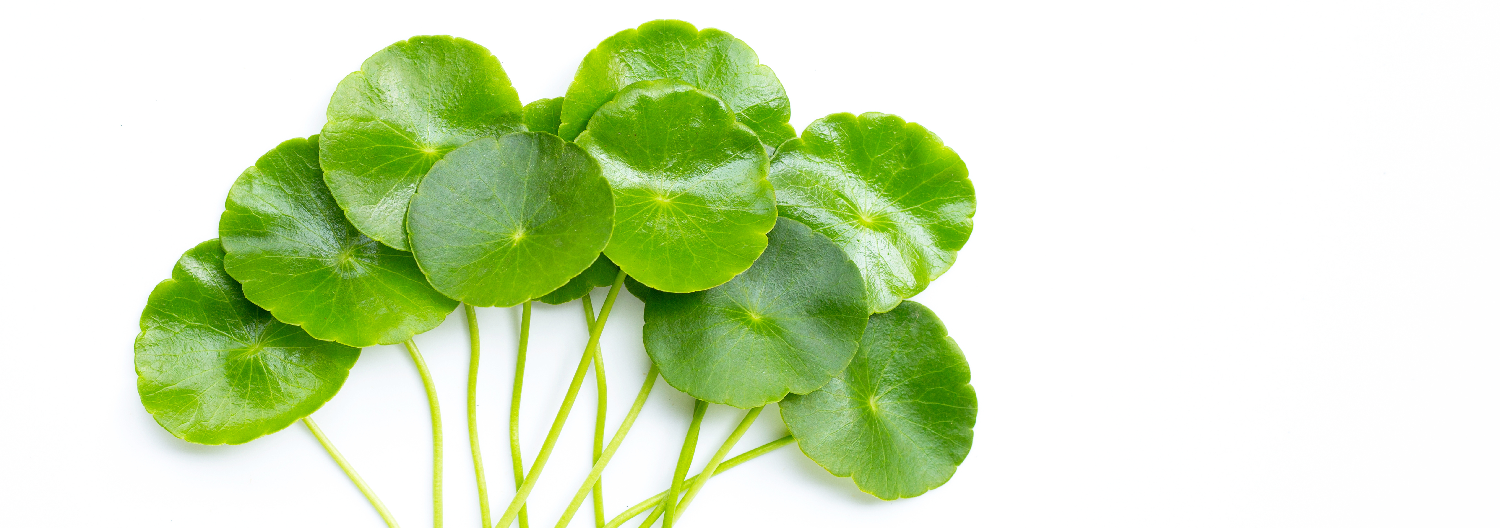 Centella asiatica extract powder suppliers Centella asiatica extract powder suppliers