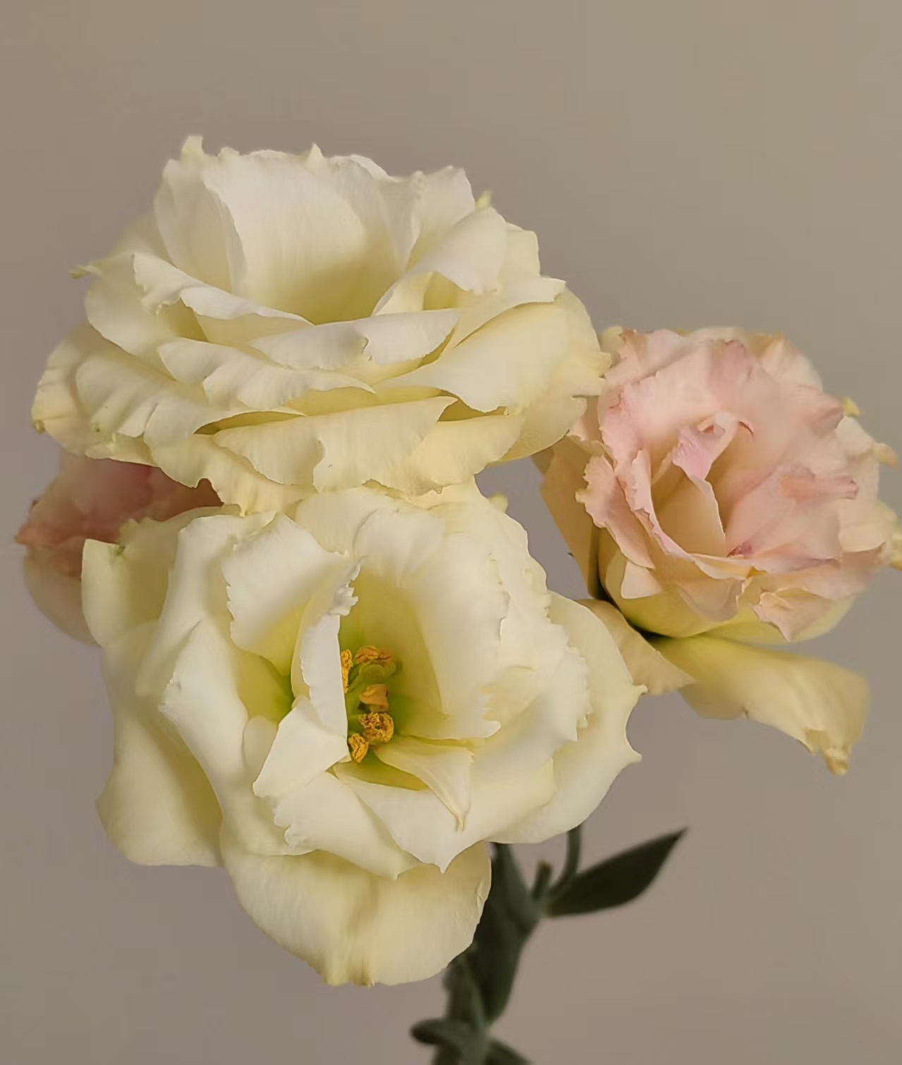 Champagne Lisianthus Champagne Lisianthus