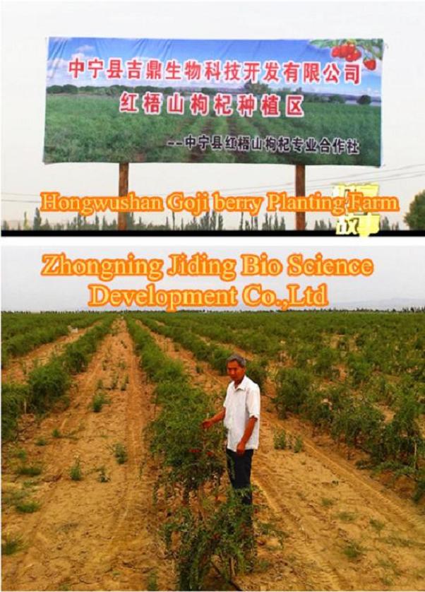 Ferme de plantation de baies de goji Goji berry planting farm