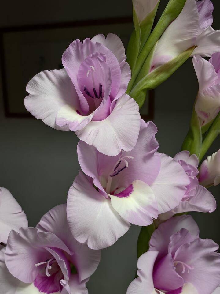 Gladiolus of Yi Lian You Meng Gladiolus of Yi Lian You Meng