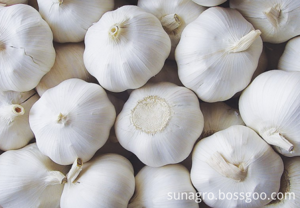 Ordinary quality white garlic