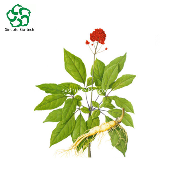 Ginseng Stem Leaf Extract Ginseng Stem Leaf Extract