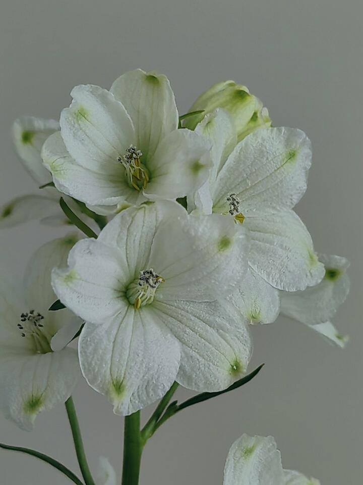 White Little Delphinium White Little Delphinium