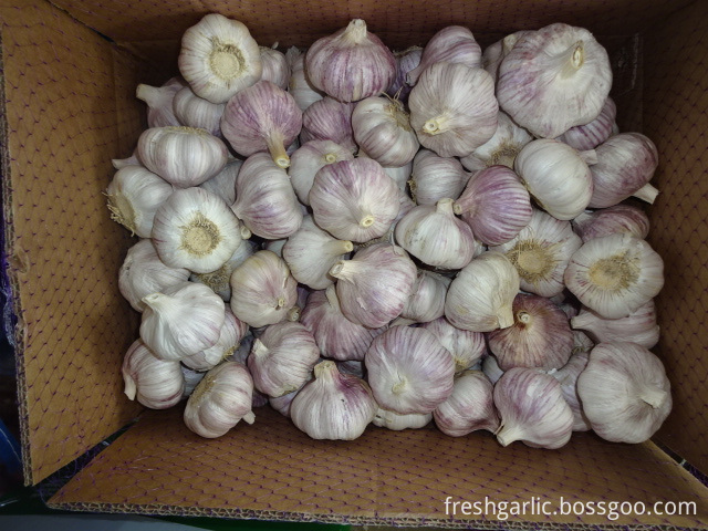 Fresh Garlic Best Price Fresh Garlic Best Price