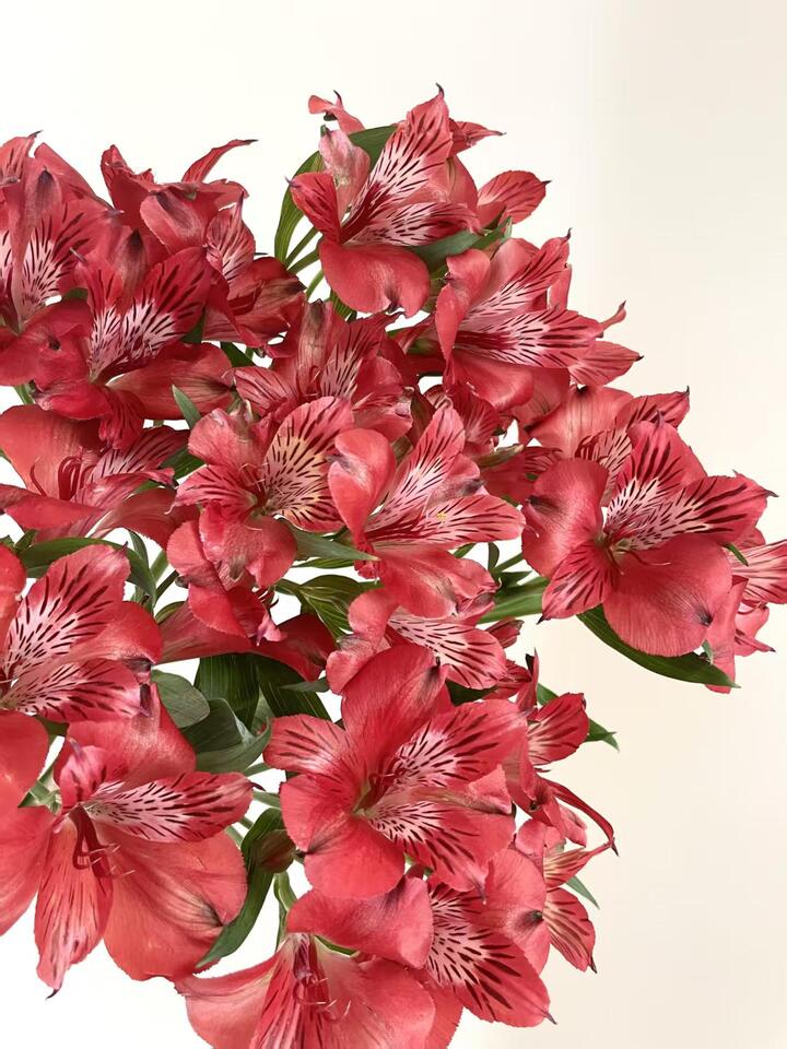 Red Alstroemeria Red Alstroemeria