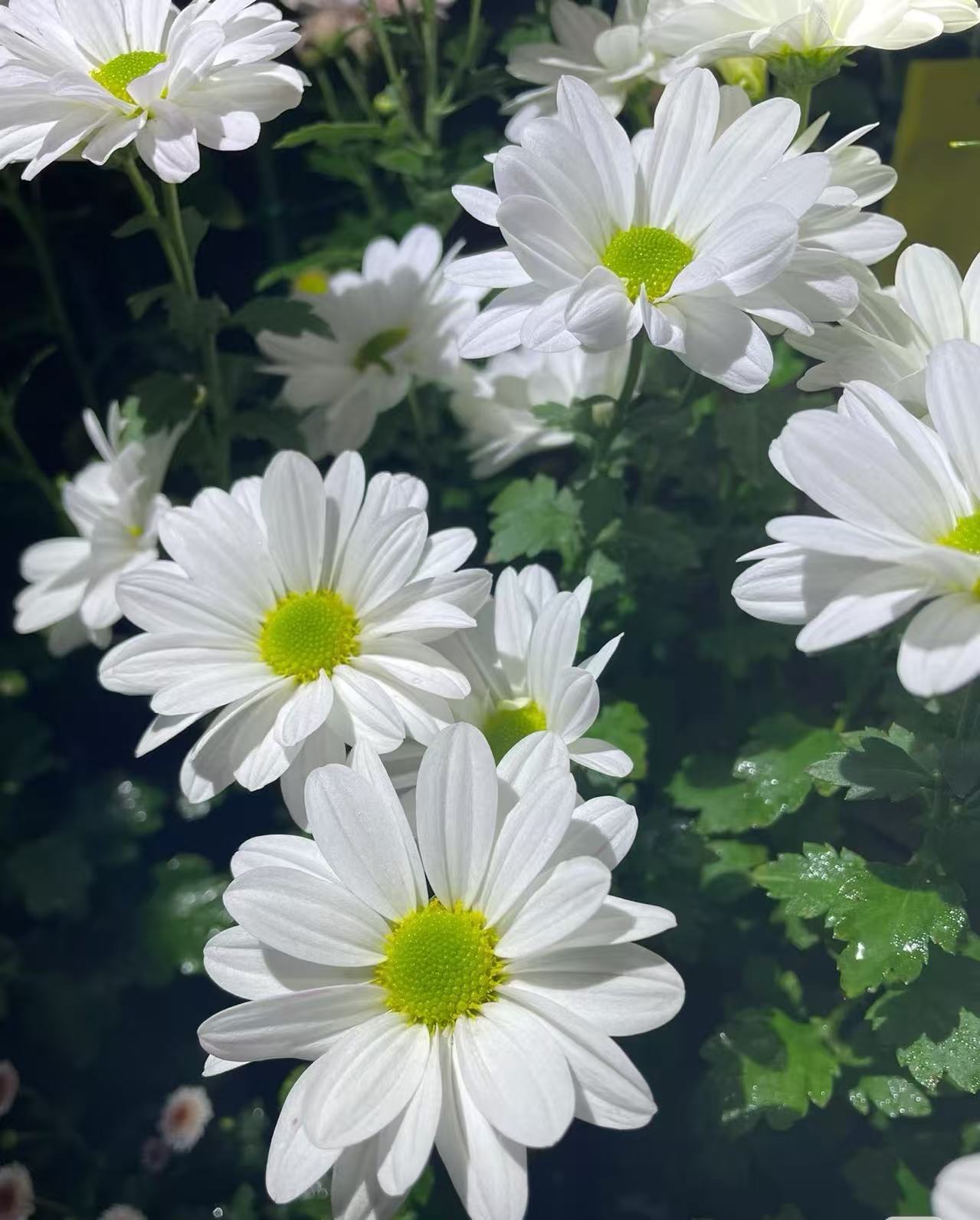 Kennedy white chrysanthemum Kennedy white chrysanthemum