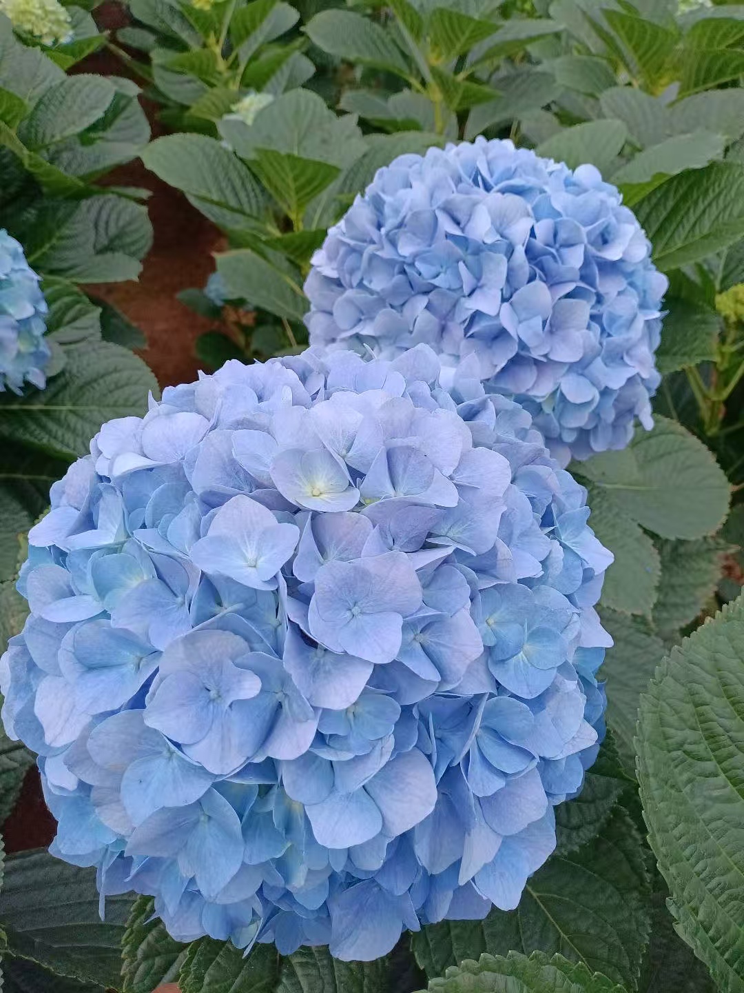 Light blue single Hydrangea Light blue single Hydrangea