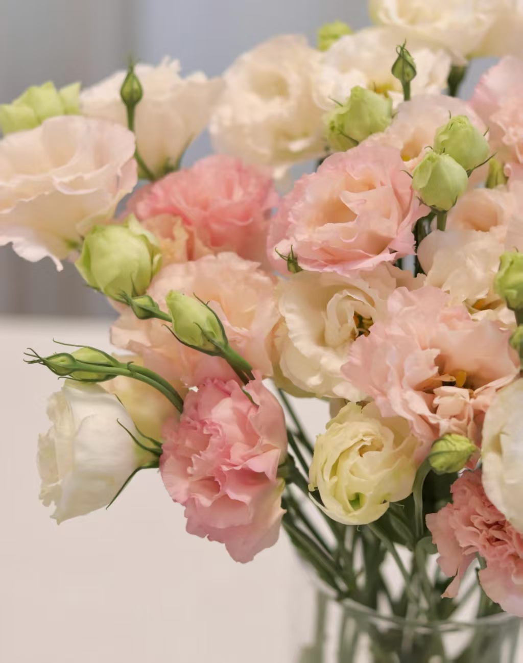 Light Pink Lisianthus Light Pink Lisianthus