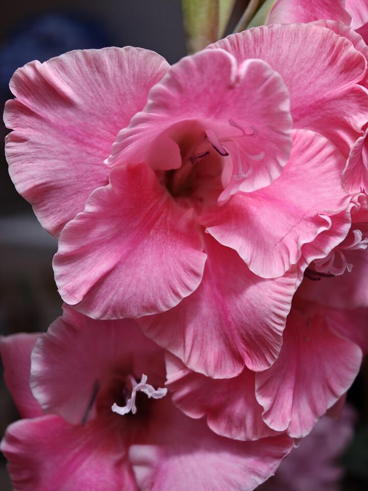 Royal Rose Gladiolus Royal Rose Gladiolus