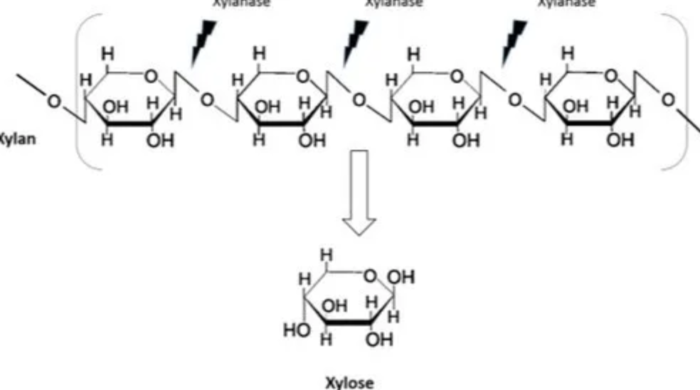 Xylanase for Plant Fiber Breakdown Xylanase for Plant Fiber Breakdown