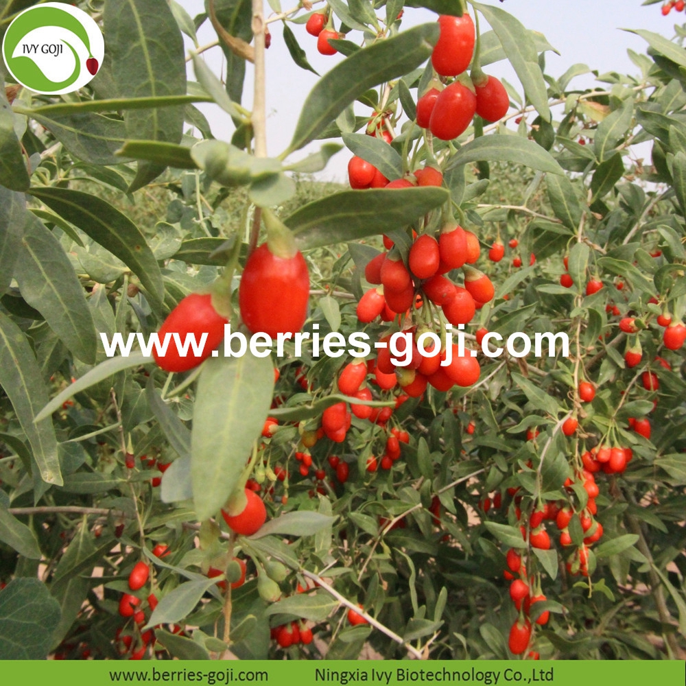 Eu Standard Goji Berry Eu Standard Goji Berry