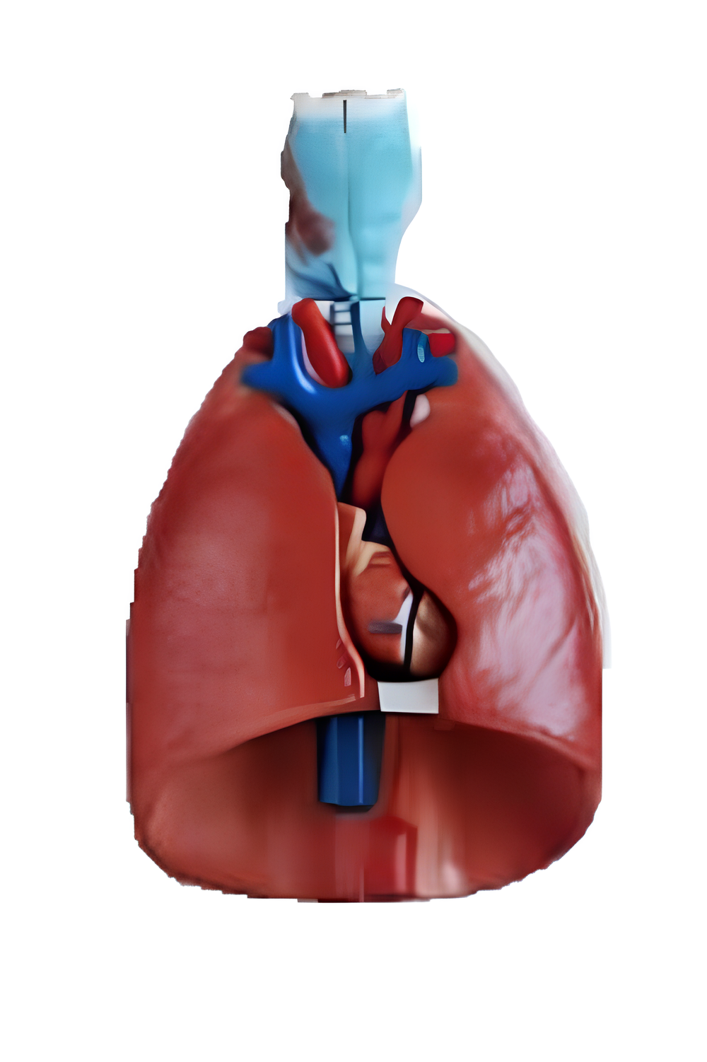 Larynx, Heart and Lung Model Larynx, Heart and Lung Model