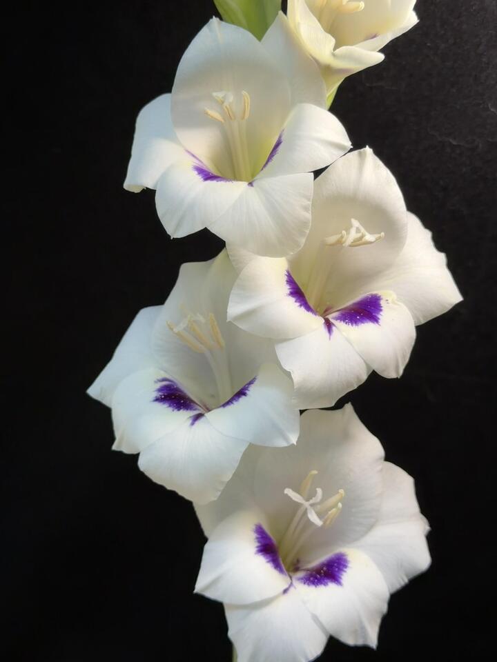 Catherine Gladiolus Catherine Gladiolus