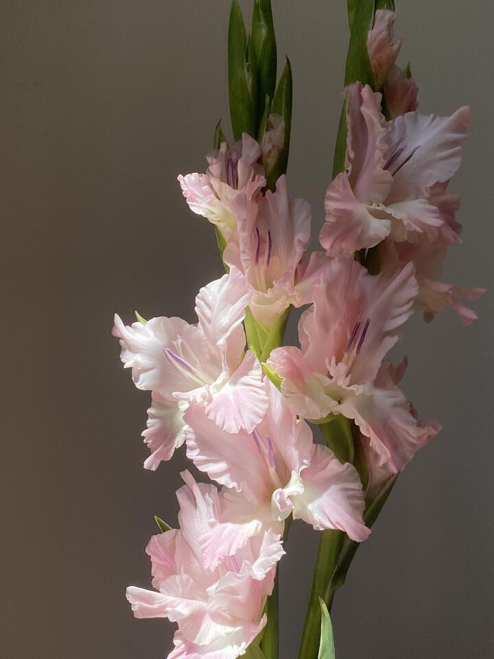 5 5