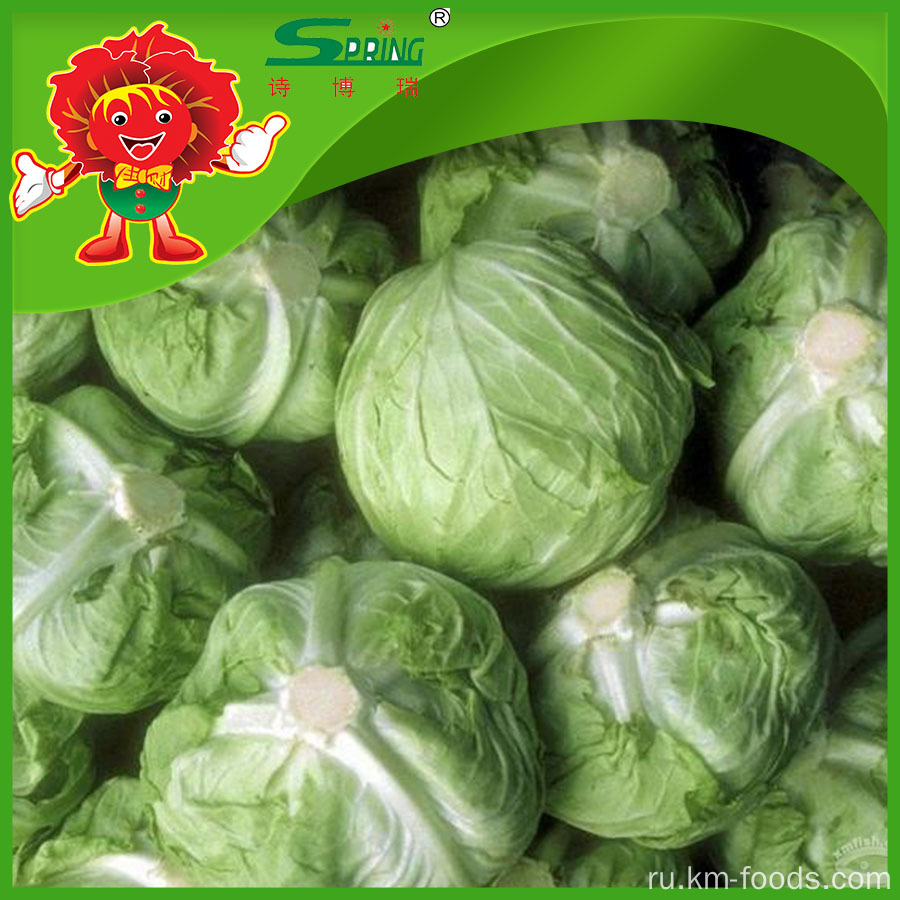 agri sba cabbage production essay agri sba cabbage production essay