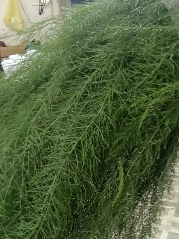 Asparagus Fern Asparagus Fern