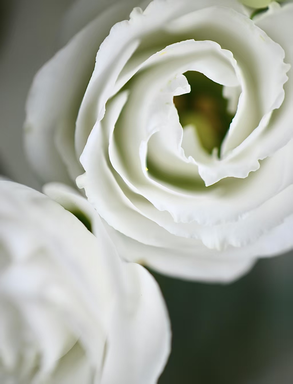 White Lisianthus/Eustoma White Lisianthus/Eustoma