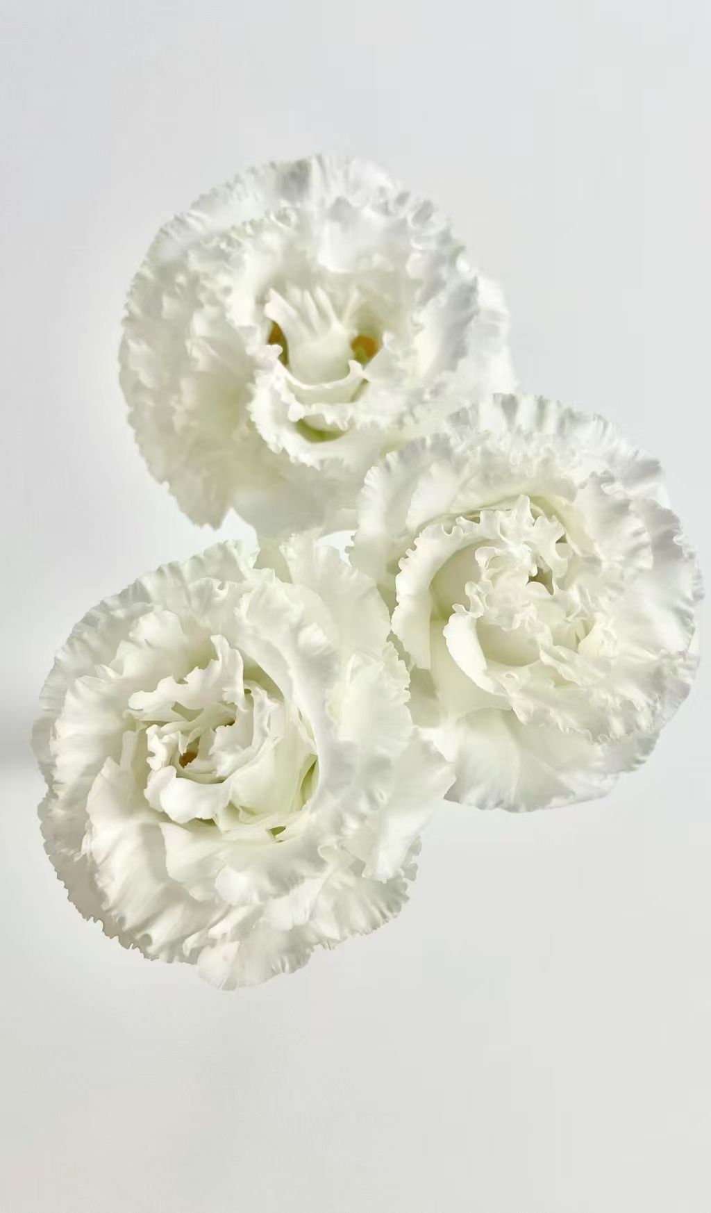 White Wave Lisianthus White Wave Lisianthus