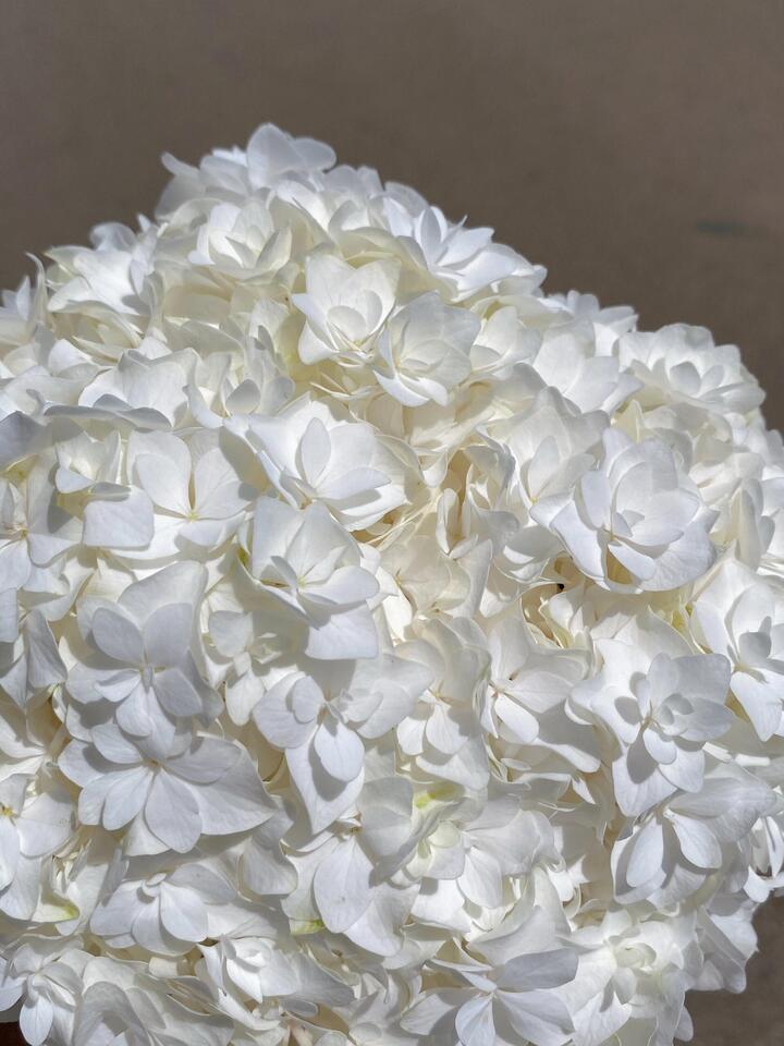 Double White Hydrangea Double White Hydrangea