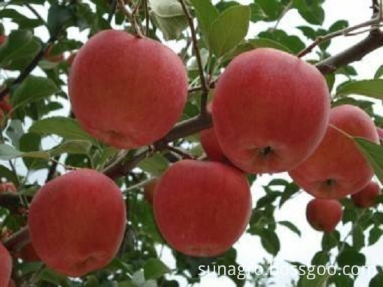 Red Fuji Apple With Good Health And Quality