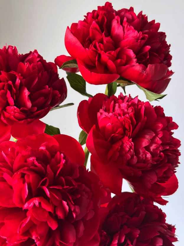 Command Performance Peony Command Performance Peony