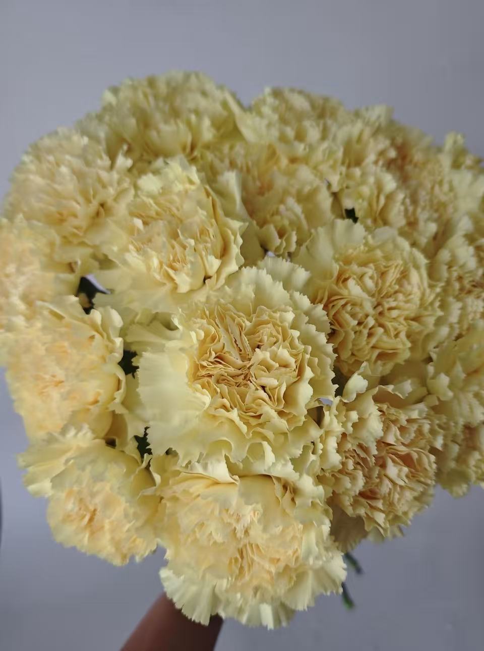 Single-headed Carnation with Yellow Single-headed Carnation with Yellow