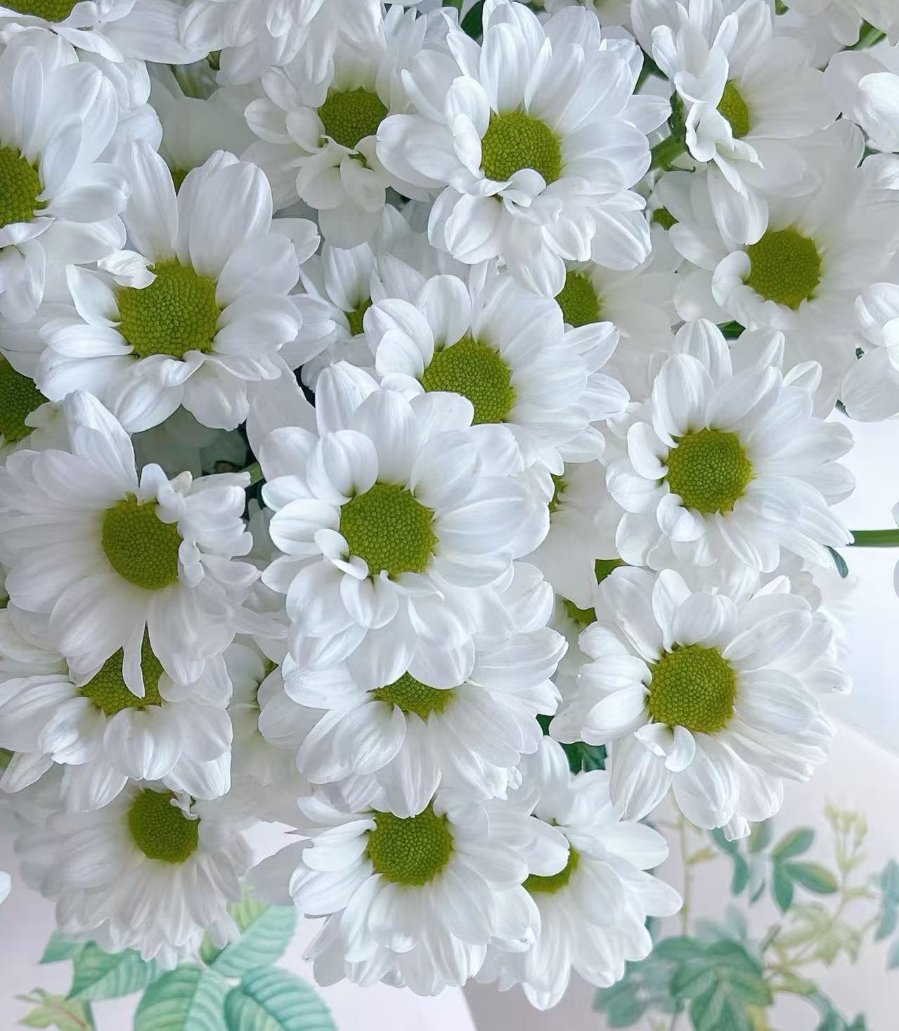 Sofitel spray white chrysanthemum Sofitel spray white chrysanthemum
